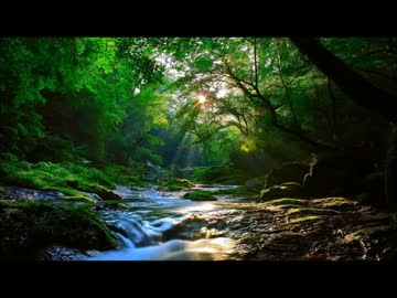 鳥の鳴き声と渓流のせせらぎ（作業用BGM、睡眠用BGM）