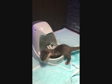 カワウソにお気に入りのネズミのオモチャを取られてドン引きするネコ