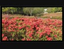 (20170503)つつじが元気に咲きました2017開始3時間前に潜入 in つつじの丘公園