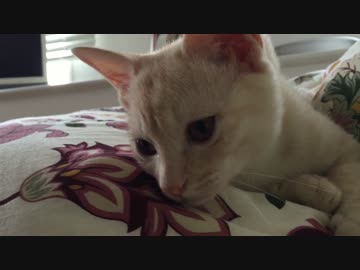 飼い主そっちのけでお互いに夢中な子猫たち
