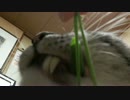 【529】ジャン❤︎ポン　保護猫兄妹に外の世界からのプレゼント
