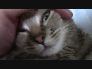 拾いねこ＠生後1887/1854日目　今日も元気にこねくりまわす。