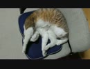猫に椅子を占拠されバンザイで勝ち誇られました。