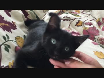 大きくなってきた黒猫ちゃん