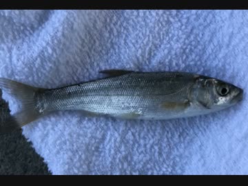 釣り動画ロマンを求めて 81釣目（大師橋：多摩川河口）