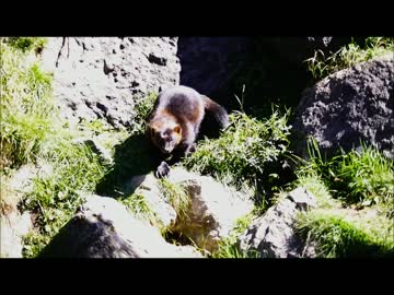 ウルヴァリン（クズリ）への餌やりタイム