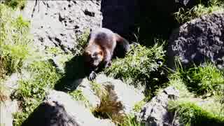 ウルヴァリン クズリ への餌やりタイム ニコニコ動画