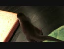 コツメカワウソの赤ちゃんがビックリする瞬間。
