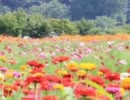 怪談金玉袋　MURと877の楽園