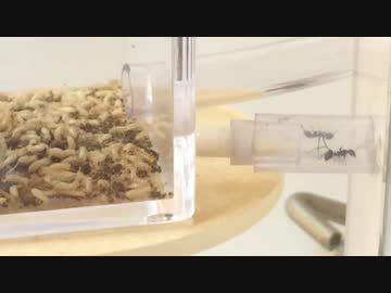 蟻戦争＃167 クロヤマアリVS100匹超のシロアリ軍団～もう1つの蟻戦争～編