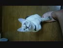 興奮するとモールス信号鳴きするねこ