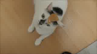 猫がはがしたテープを頭に付けたら絶妙の取れなさ加減だったww