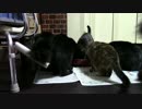こんしゅうのおやつ【蒼民家の猫々】