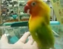 卑猥インコ　「こわれちゃ～う」