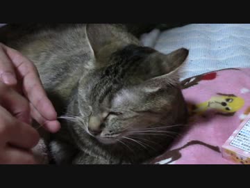 拾いねこ＠生後1889/1856日目　にゃーん。