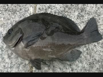 釣り動画ロマンを求めて 82釣目（杉田臨海緑地）