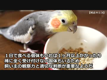 シードからペレットに切り替えてみた【オカメインコ】