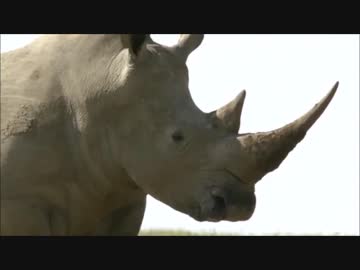 アプリ版フレンズを動物ドキュメンタリーで紹介するよ part20