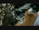 兄弟そろってWちゅぱちゅぱする子猫たち。