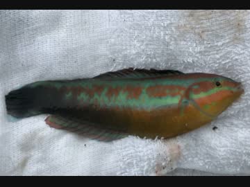 釣り動画ロマンを求めて 83釣目（秋谷漁港：前半）