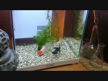 ゼロから始める金魚の書 part2