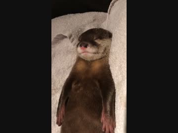 カワウソの赤ちゃんの寝顔をひたすら見る〜寝息あり〜