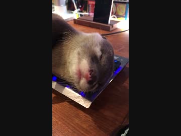 キーボードの上で爆睡するカワウソの赤ちゃん。