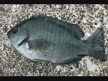 釣り動画ロマンを求めて 83釣目（秋谷漁港：後半）