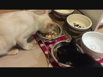 猫の手作りごはんを作ってみた