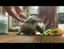 ハリネズミのガム - 25～うろうろ～