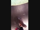 かまって欲しくてついて来るカワウソ