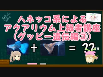 ハネッコ系によるアクアリウム上級者講座(グッピー遺伝編③)