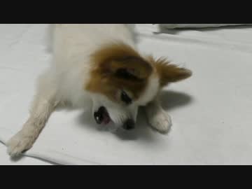 暑くて氷をかじるパピヨン