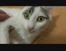 狂い始めた運命の歯車を修復する為過ぎ去りし時を求めて旅立つ猫