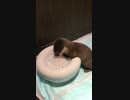 ネコの水はカワウソの物、カワウソの水もカワウソの物〜ネコ水避難〜