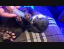 肉球丸出しでミルクを飲むカワウソちぃたん☆