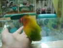 ガバ穴インコ「ぷももえんぐえげぎおんもえちょっちょっちゃっさっ！」