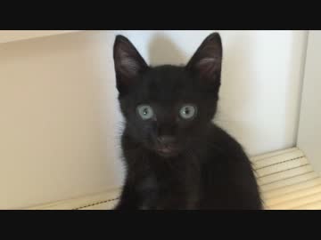 チュパチュパしつこい甘えん坊子猫