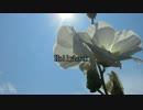 【琴葉茜】Hollyhock【ポエトリーリーディング】