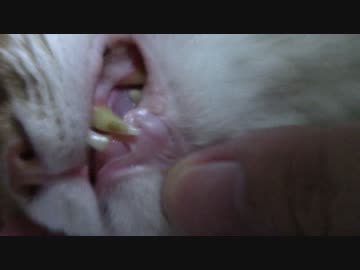 拾いねこ＠生後1892/1859日目　アコさんのお口。