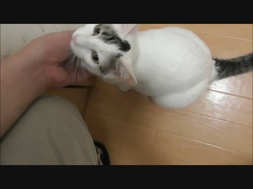 家出したい理由をいまだ黙秘し続ける猫