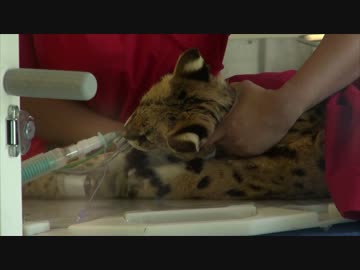 [リアルけもフレ]サーバルちゃん、治療を受ける[海外]
