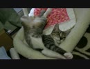 仰向けまったりな子猫様