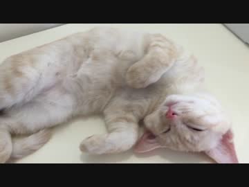 ぐっすり眠る子猫のお腹をモフモフモフ