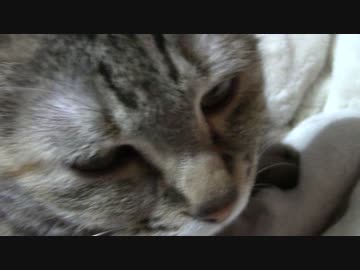 拾いねこ＠生後1893/1860日目　今日は開店中だそうです。