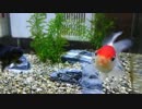ゼロから始める金魚の書 part3
