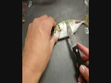 料理　釣ってきたアジを刺身にしてみる