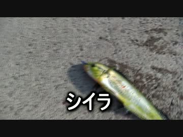 クルマで釣りに行こう♪ part 68 【館山で青物】