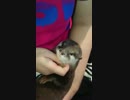 カワウソ語で話しかけてくるカワウソちぃたん☆