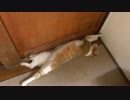 邪魔なところに寝る猫様。ドアが開けられません。